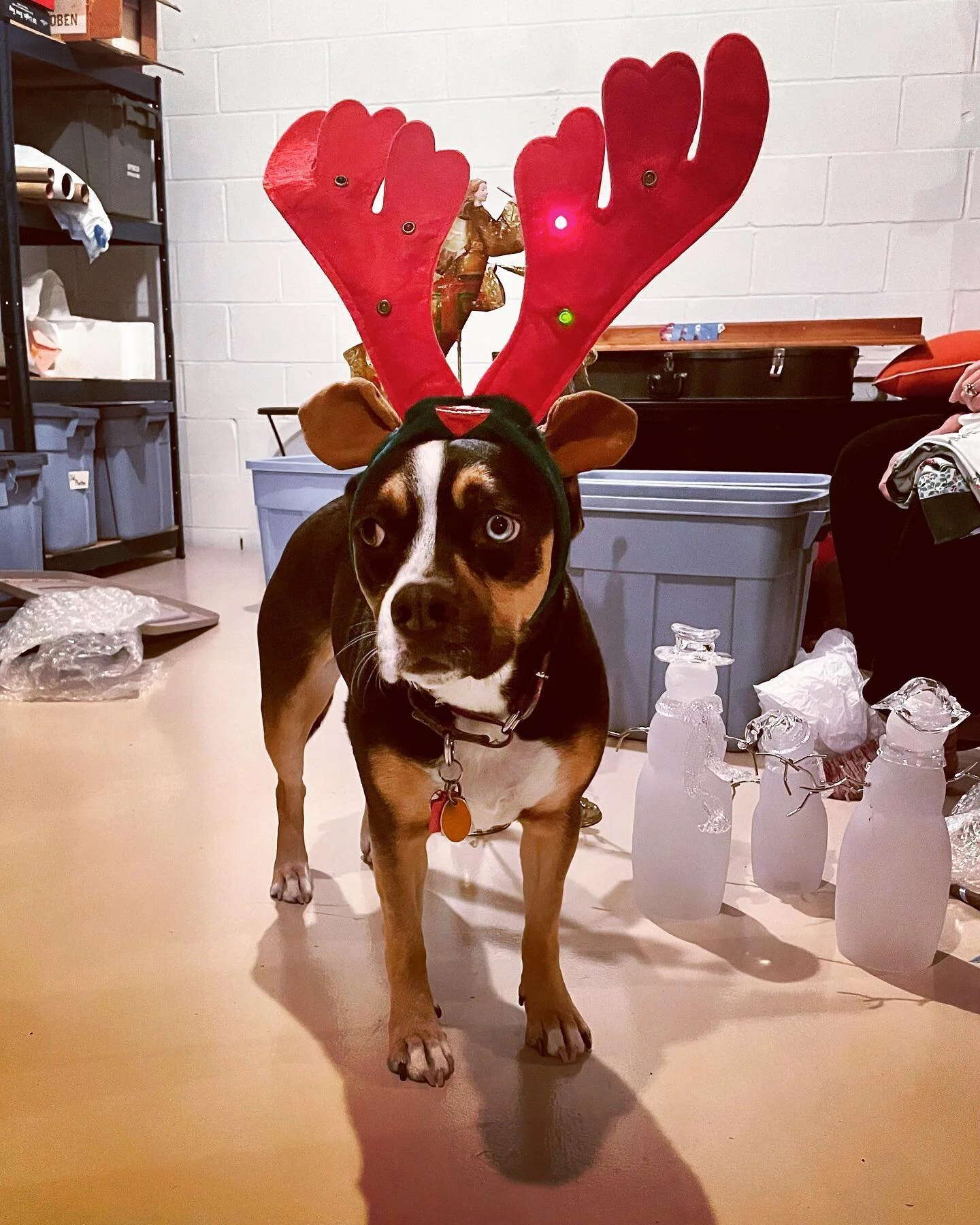 Jojo says &ldquo;Happy Howwwlidays!&rdquo;
(See what she did there? ☺️)