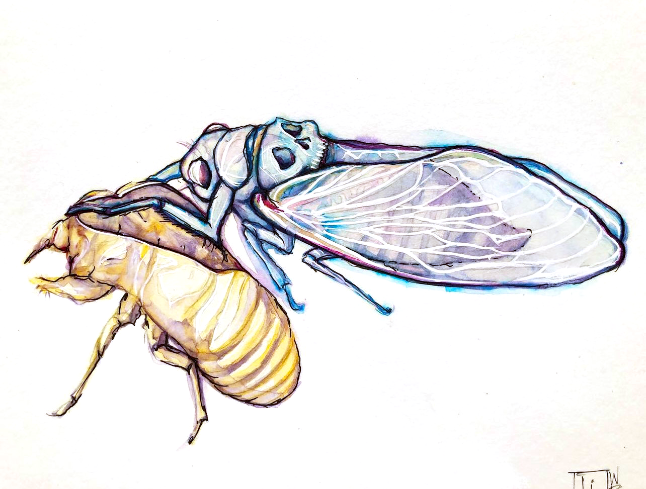   Magicicada 2019 - SOLD 