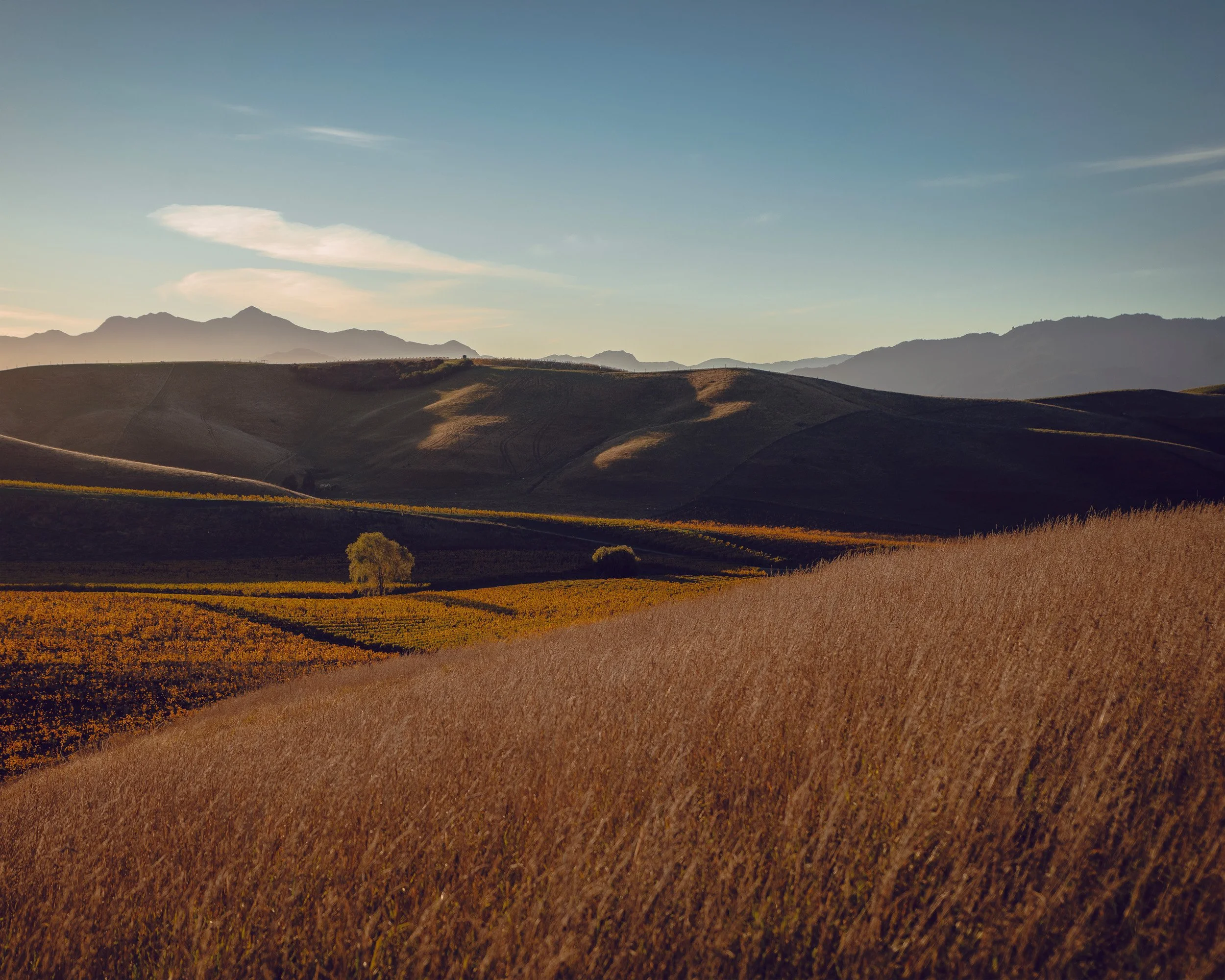 BM Winery and Vineyard_RBPHOTO (84).jpg