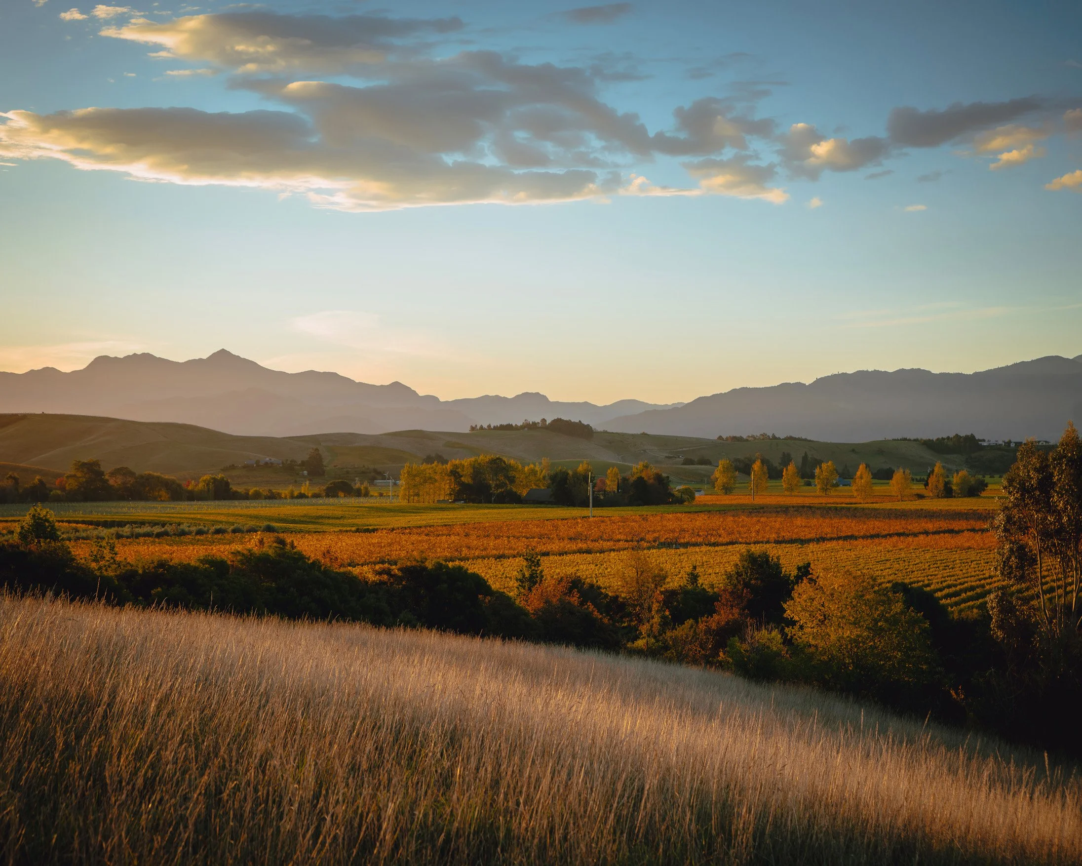 BM Winery and Vineyard_RBPHOTO (137).jpg