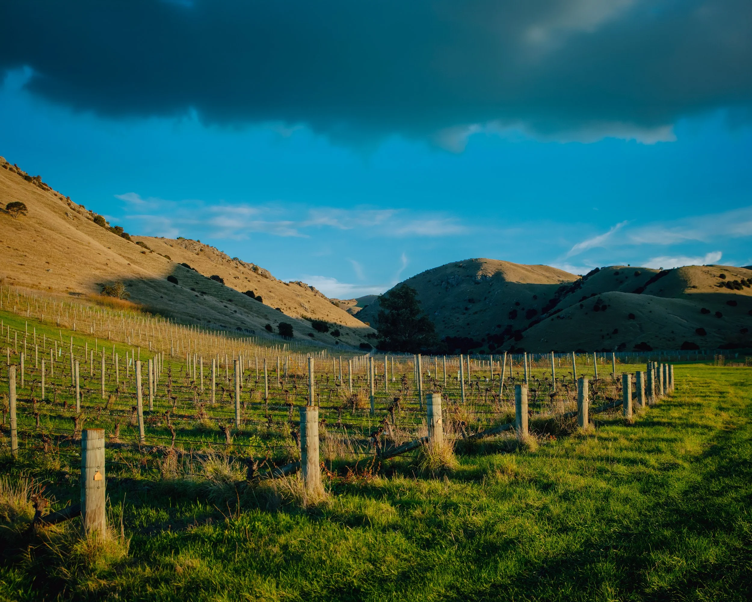 BM Winery and Vineyard_RBPHOTO (120).jpg