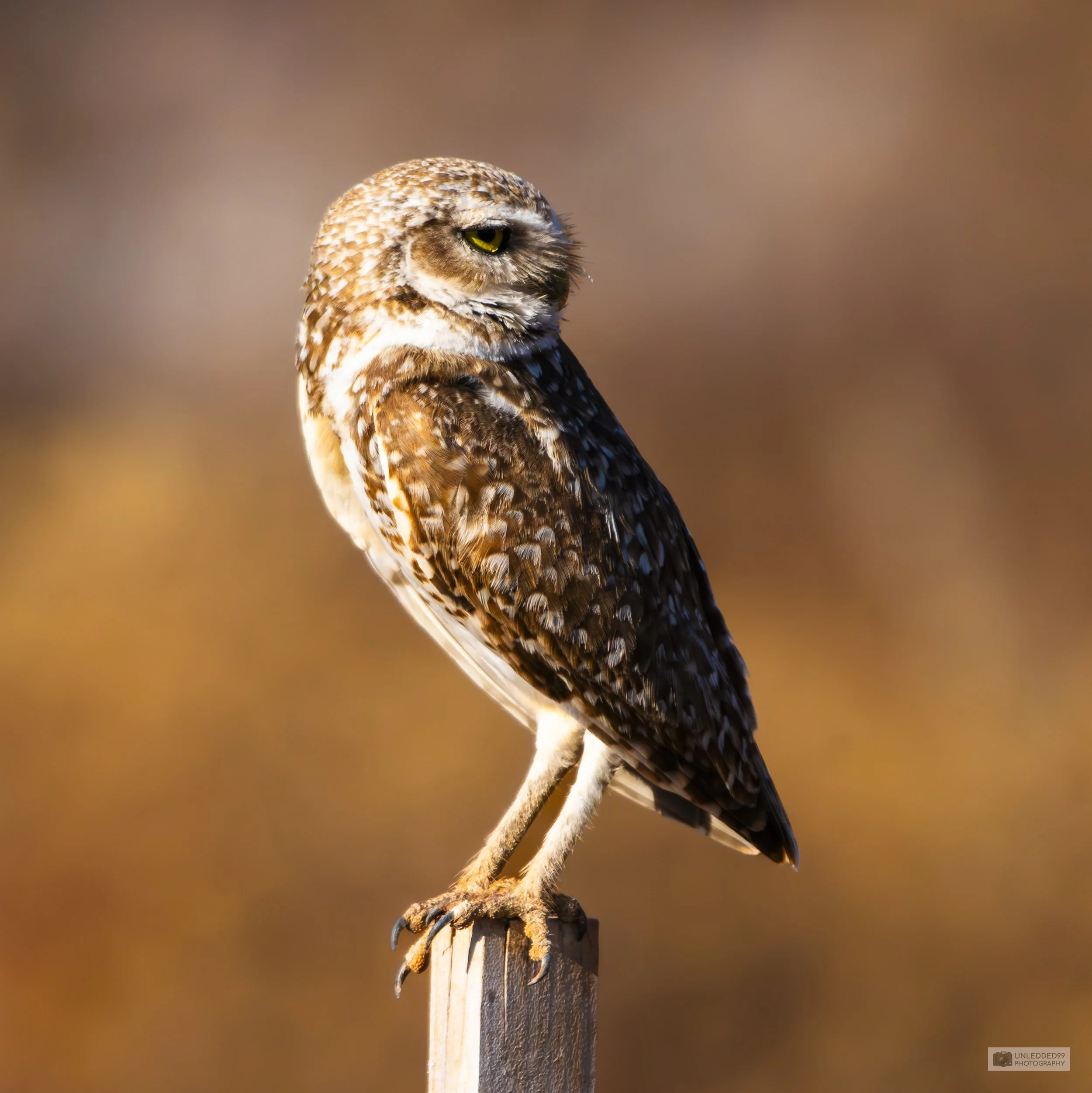 Lookin' Around - Owl Art Print
