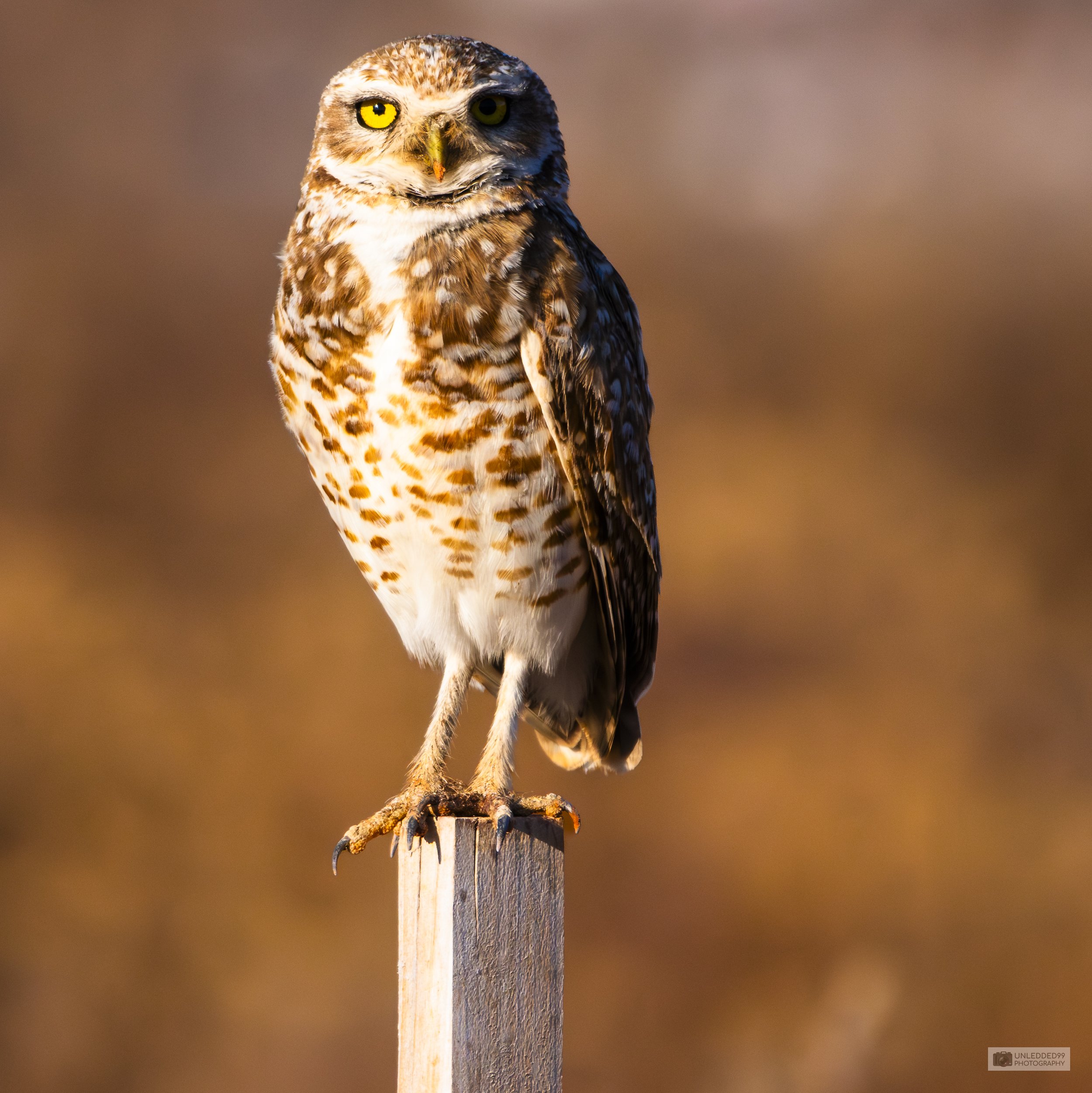 Majestic Owl Portrait Print