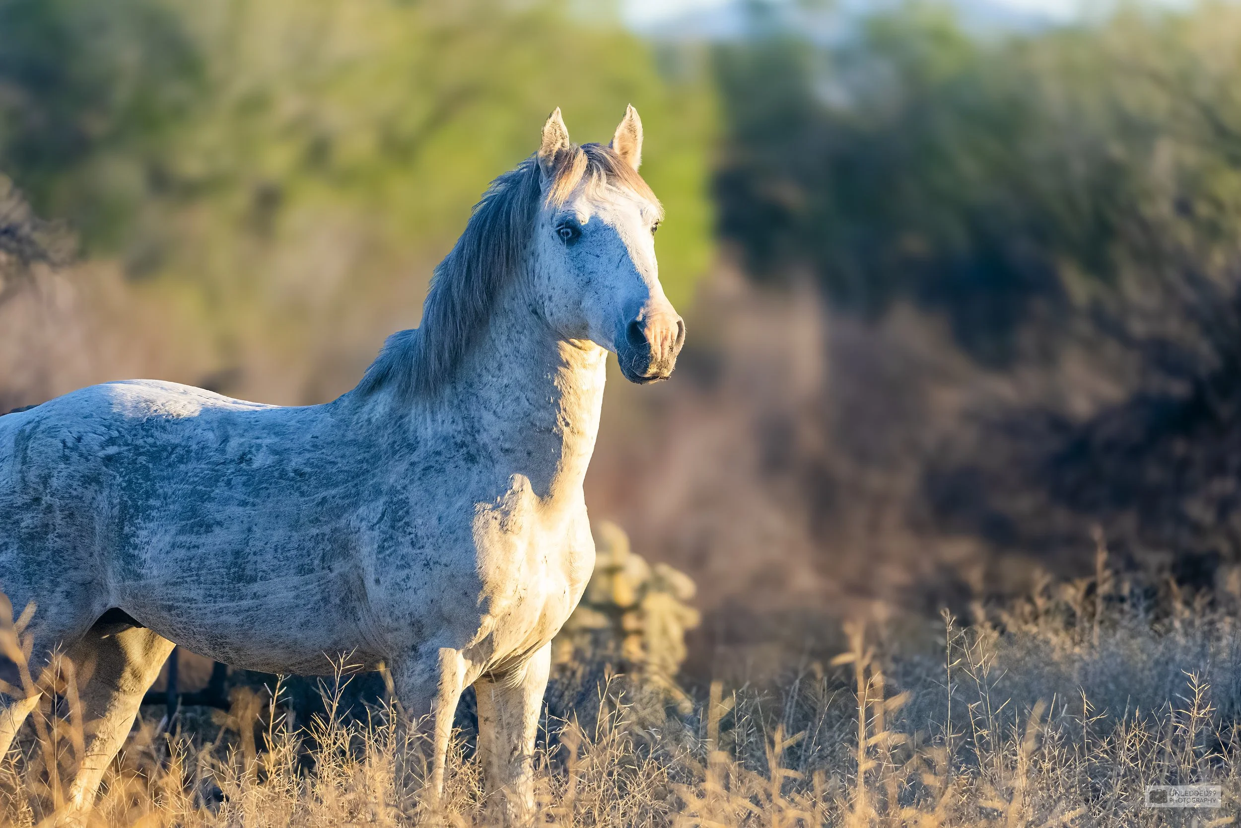 Majestic Horse in Nature Photography Print