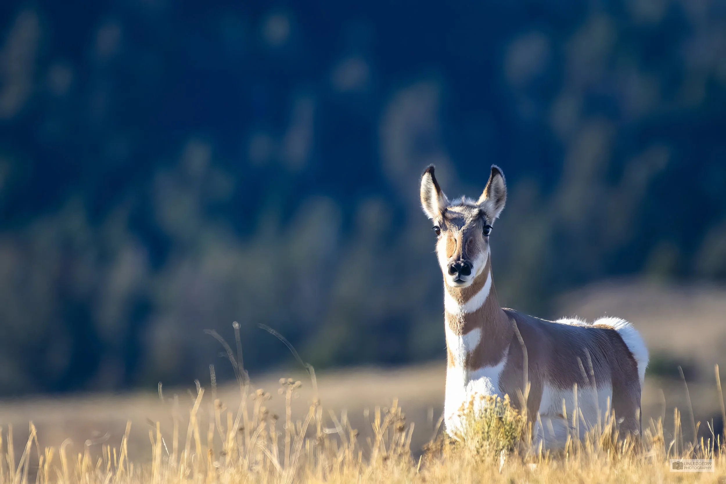 Pronghorn Majesty Wildlife Photography Print