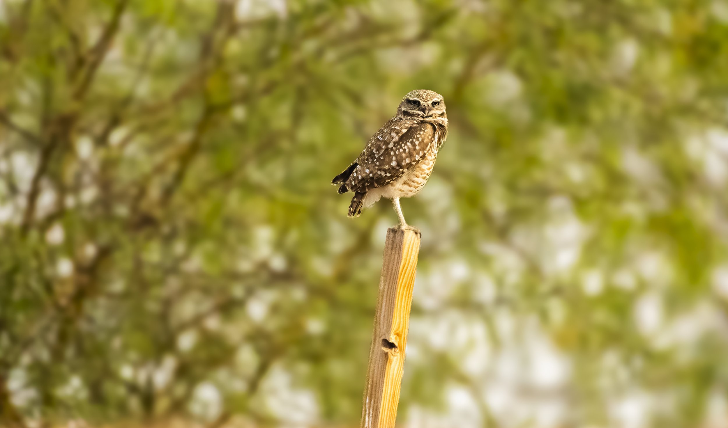 On The Lookout