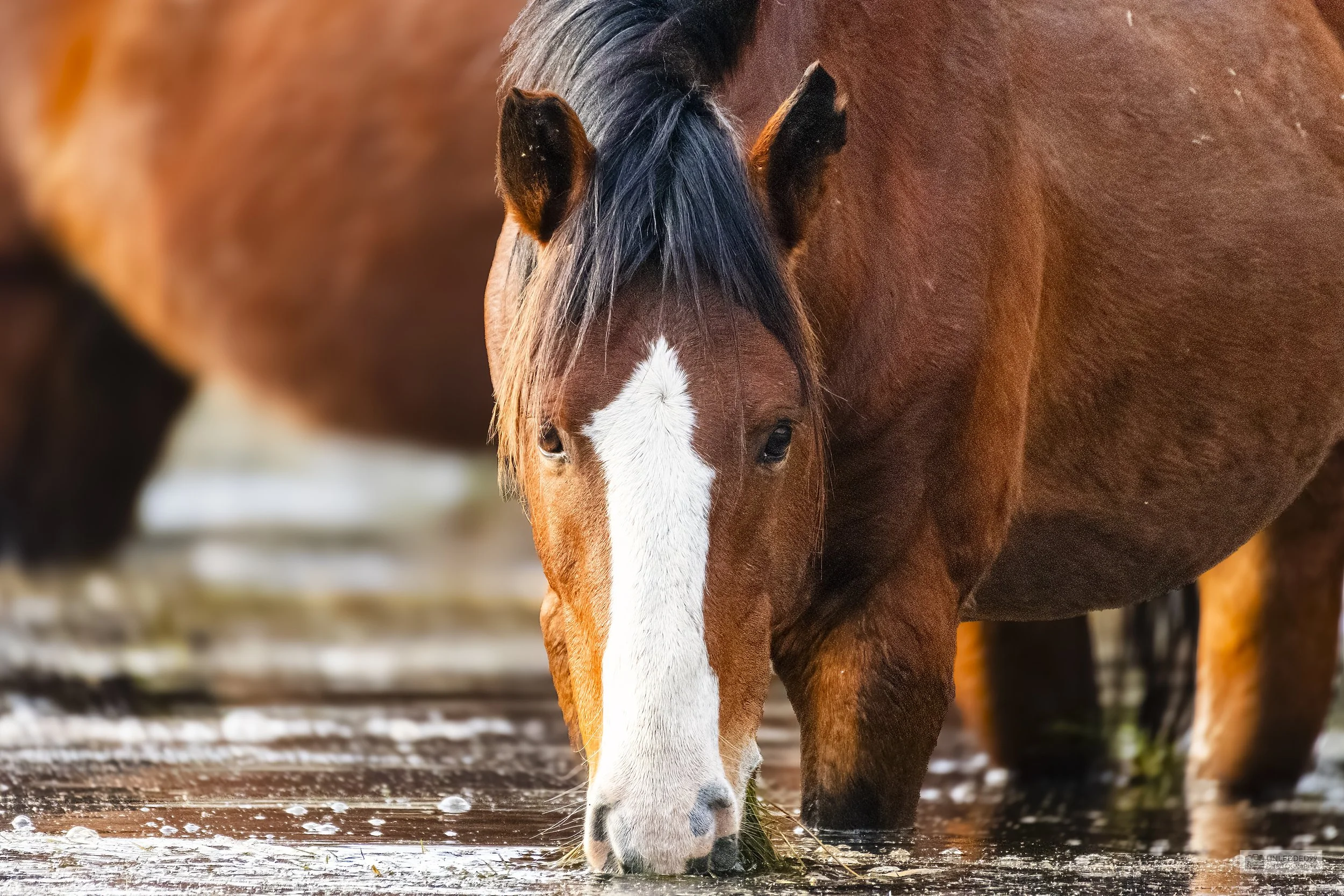 Wild Horse Majesty: Photographic Art Print