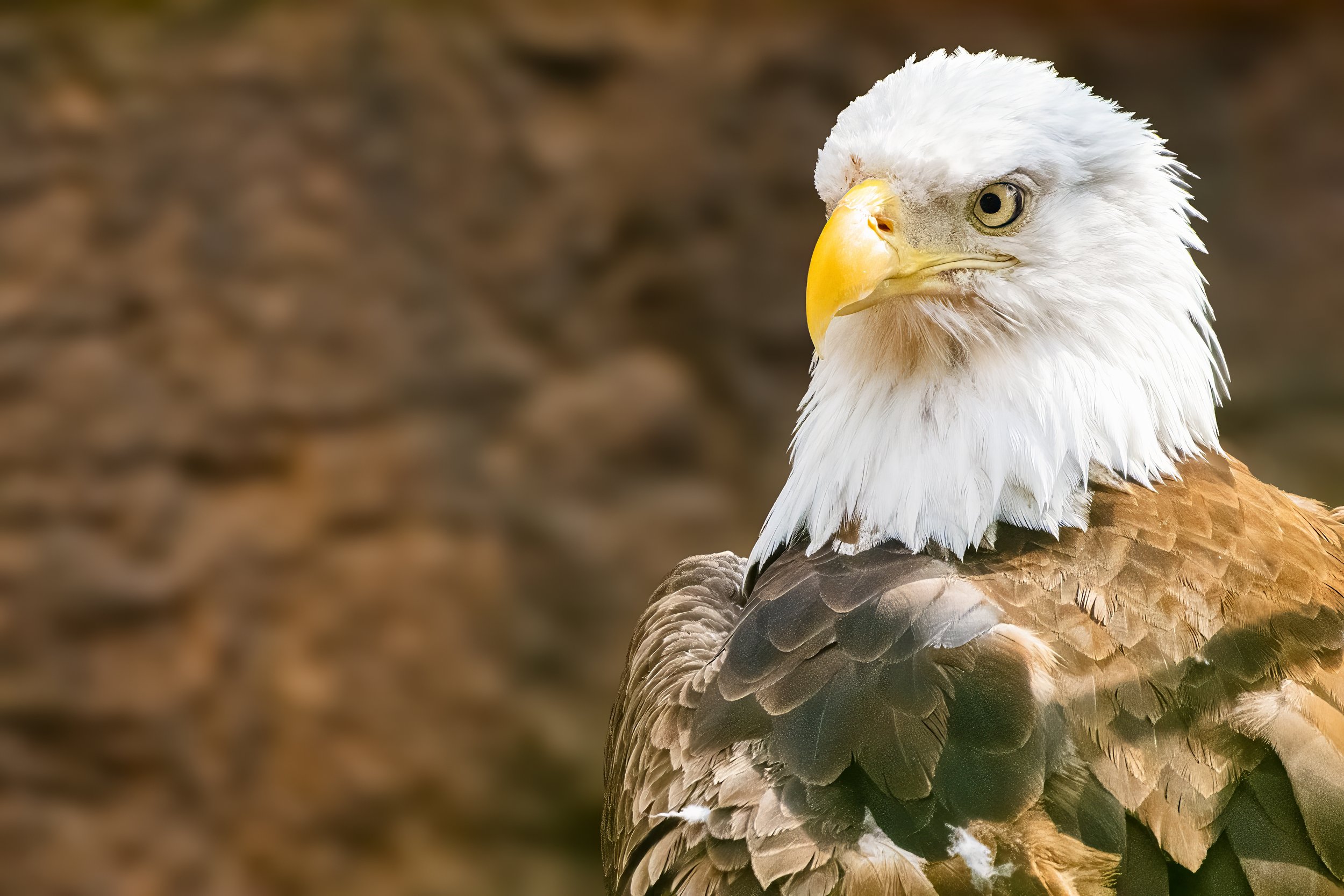 The Gaze Of The Mighty Bald Eagle