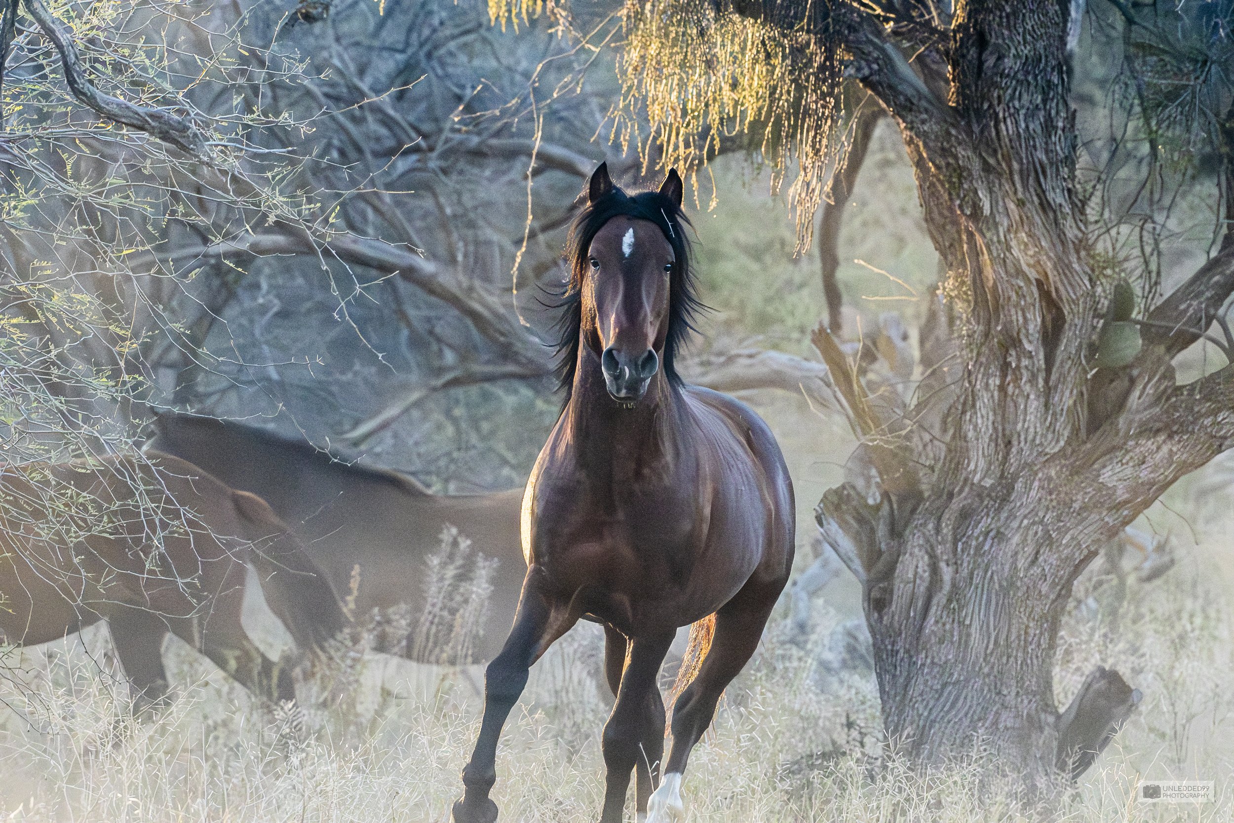 Wild Spirit Horse Print
