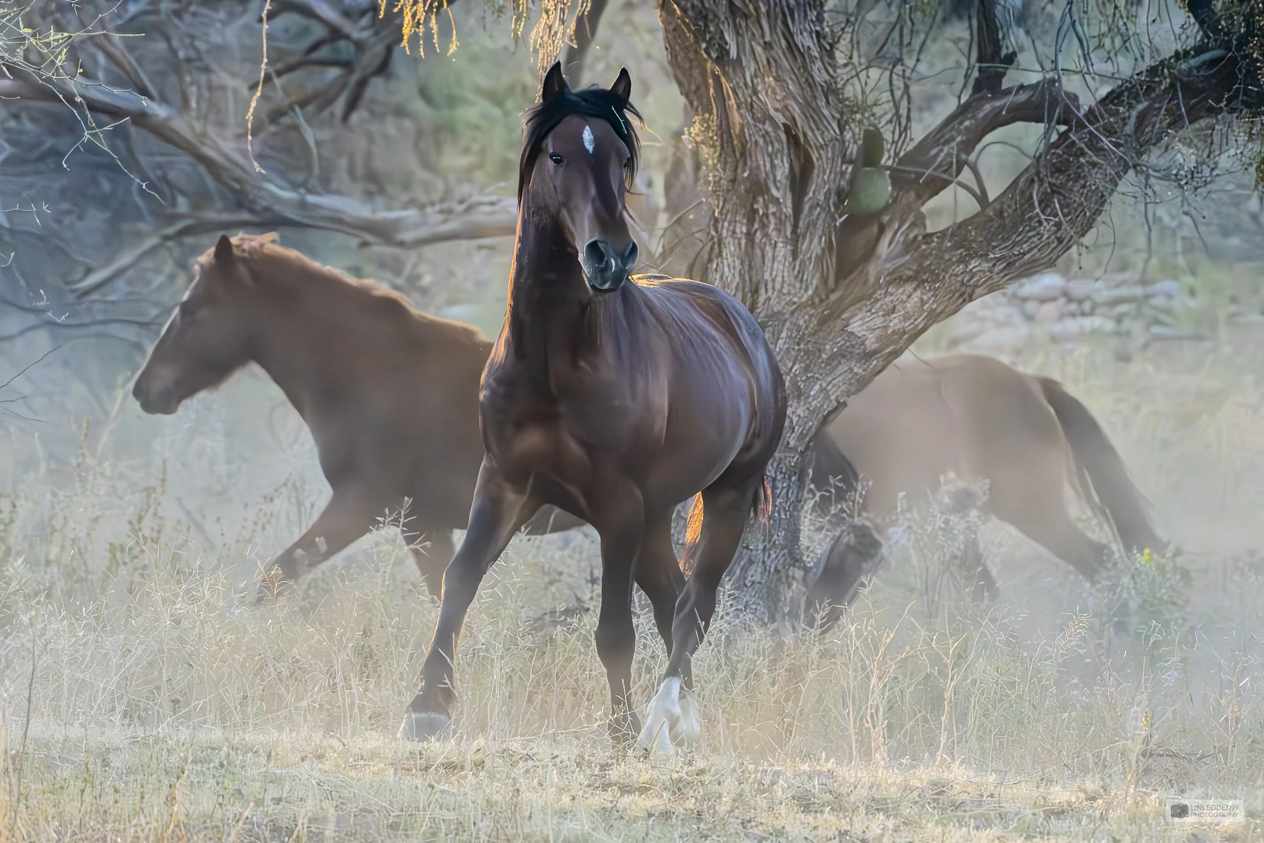 Majestic Wild Horses: Artistic Print