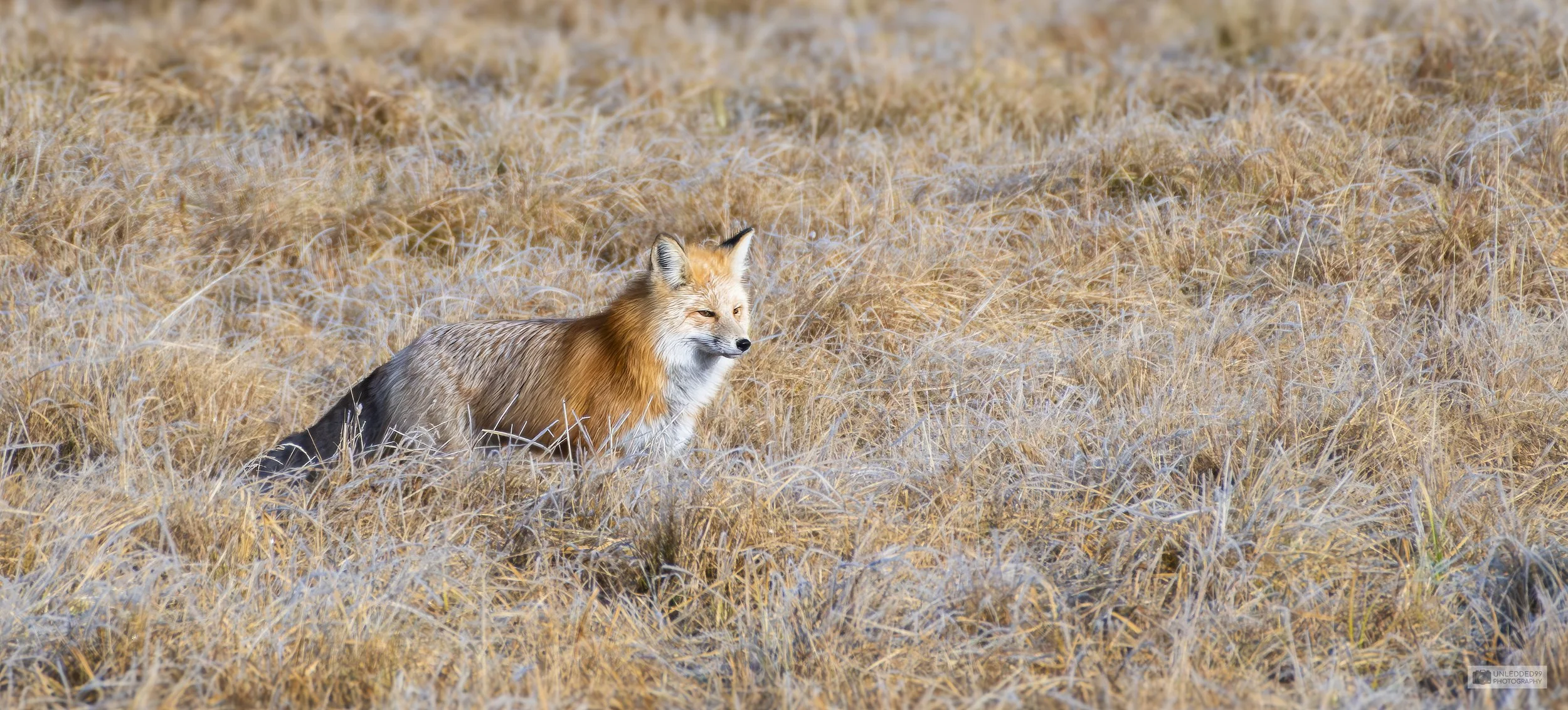 Serenity in the Wild: Fox Art Print