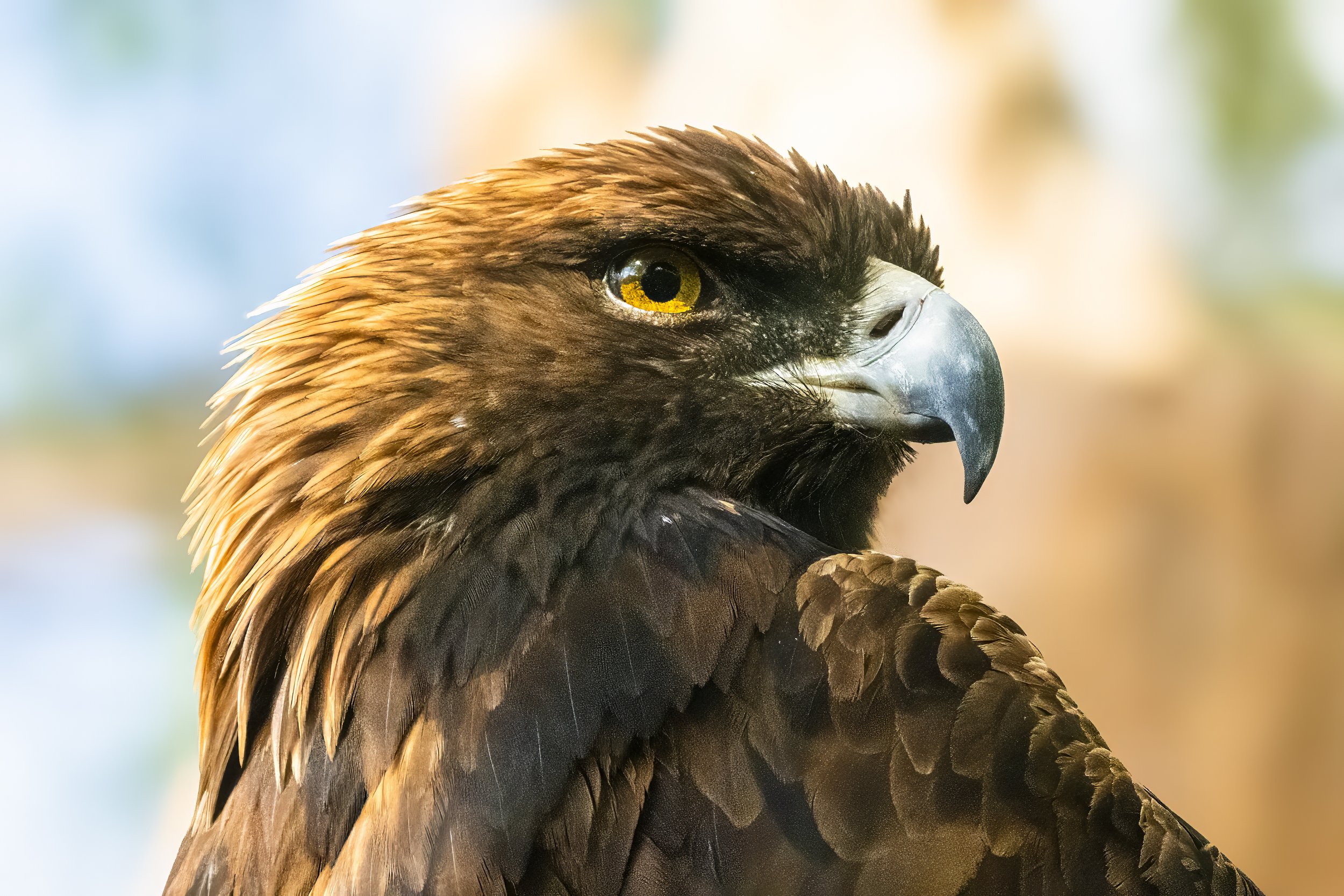 The Majestic Golden Eagle