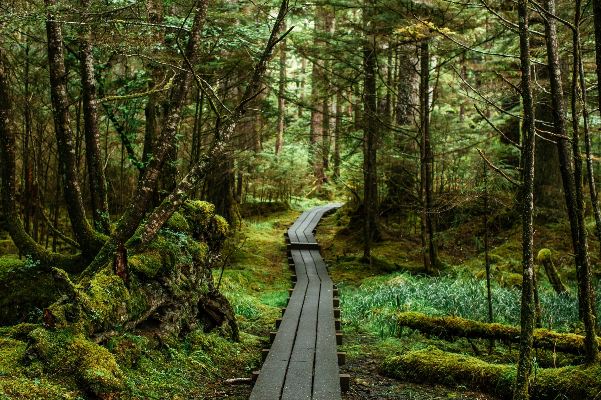 A narrow wooden boardwalk through a lush, green forest with moss-covered rocks and tall trees.