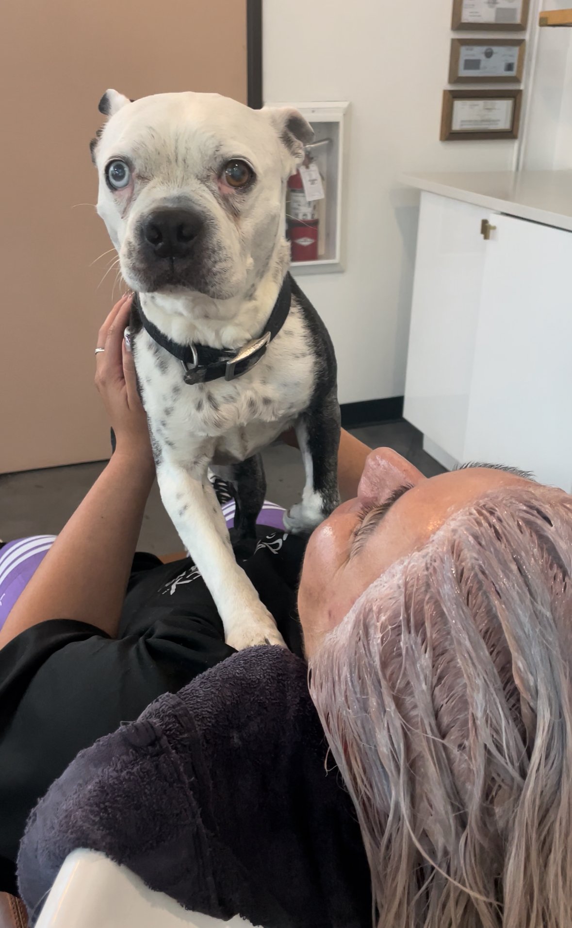 Why You Shouldn’t Use Your Shampoo on Your Pets