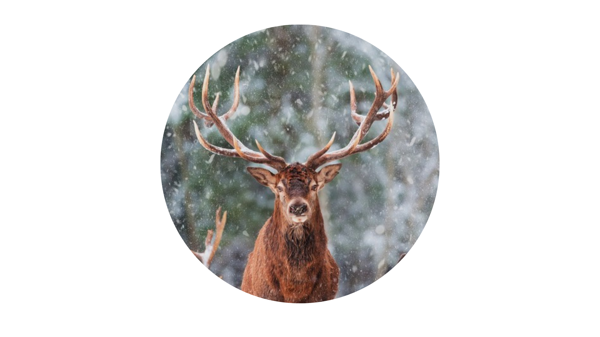 86. Leer la cornamenta