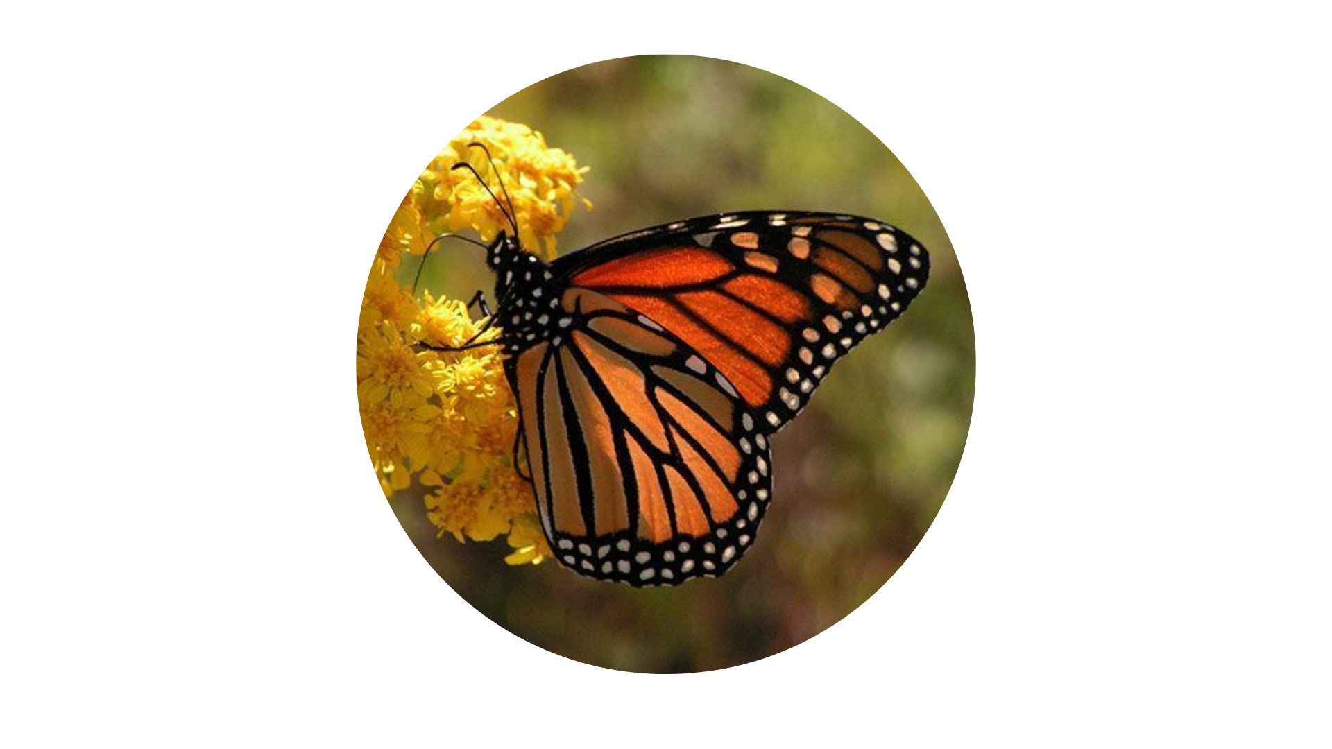101. Leer las mariposas