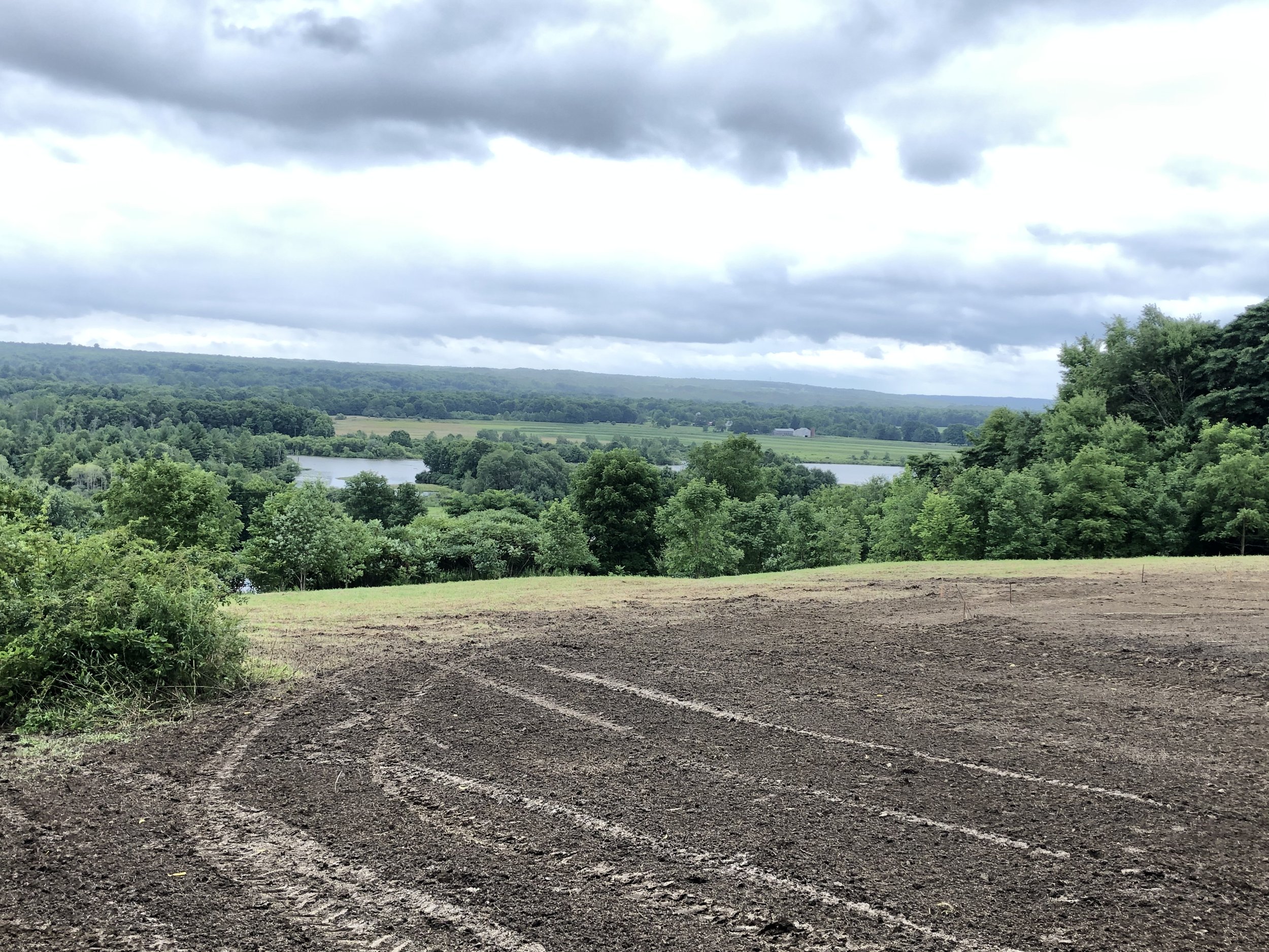 Land Clearing project including Tree and Brush Removal