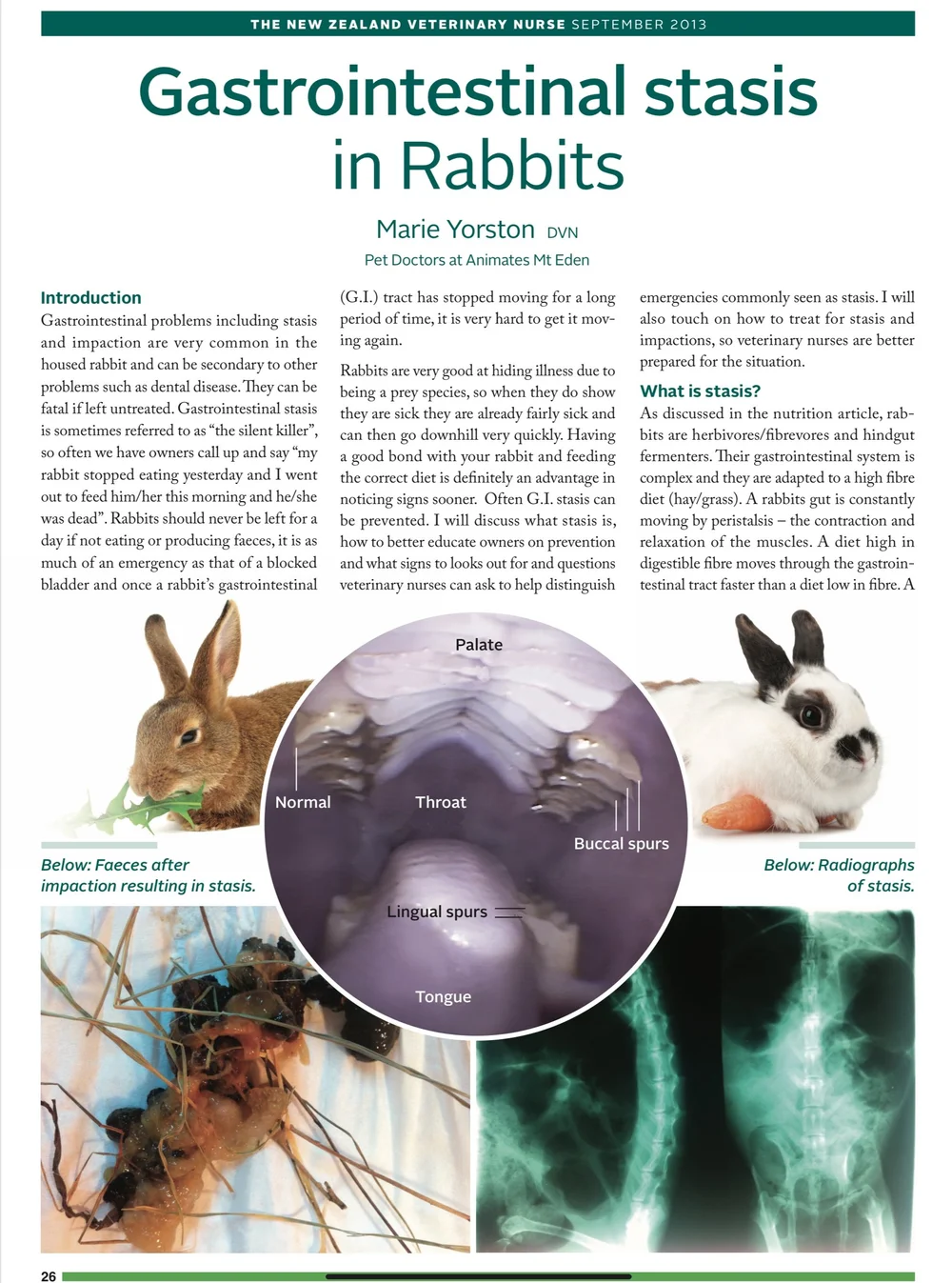 Gastrointestinal stasis in Rabbits — Westley’s World