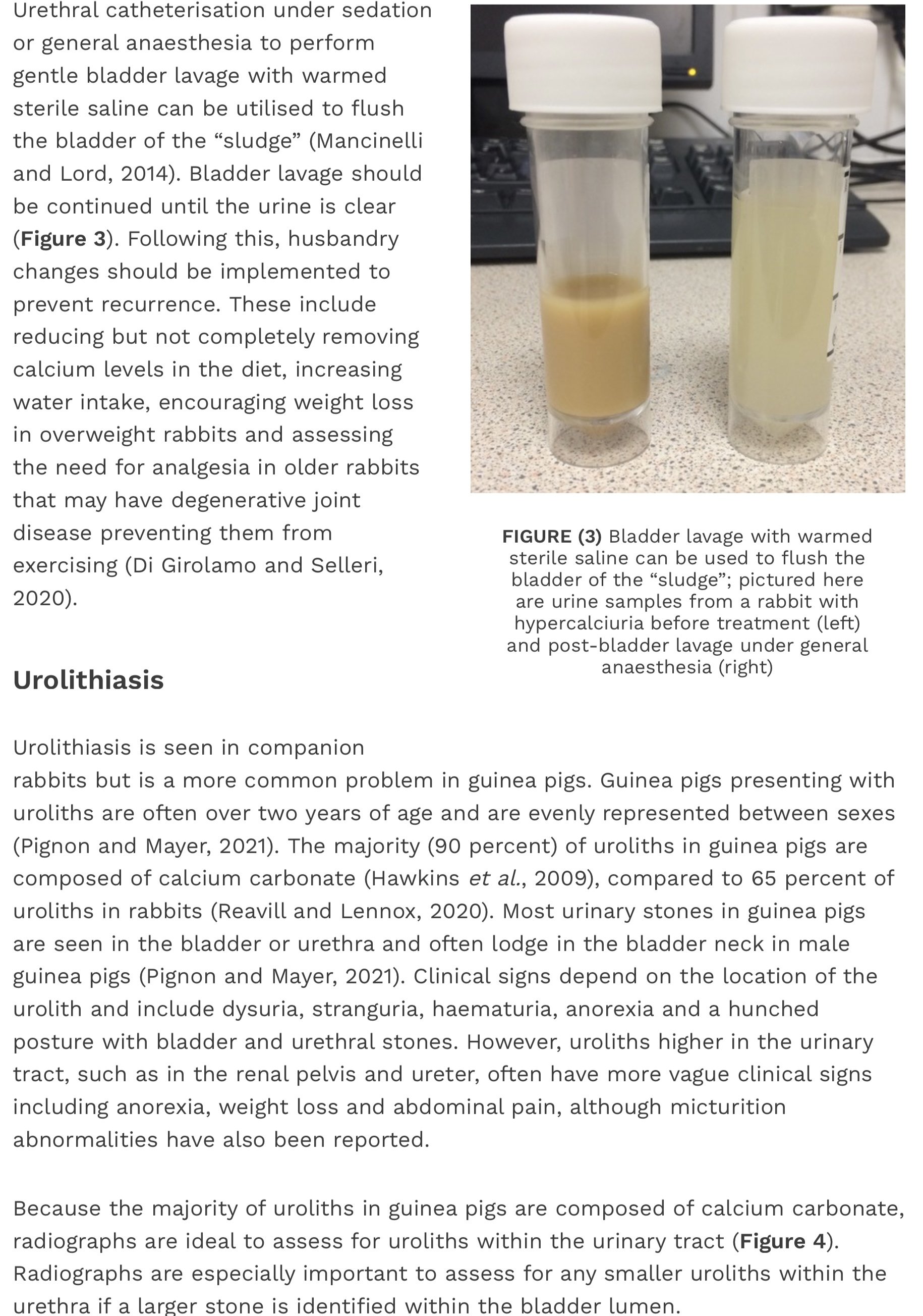 Rabbit and Guinea Pig urinary tract disease — Westley’s World