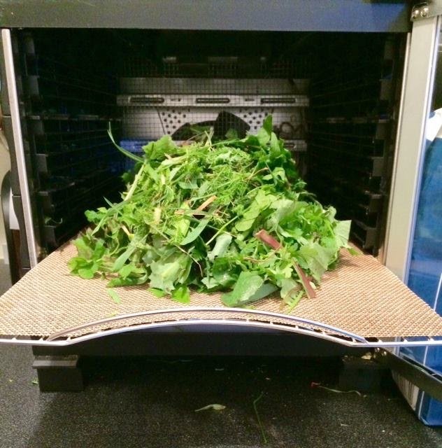 Chopped forage loading into the dehydrator