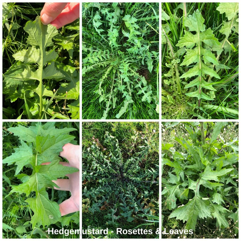 Hedgemustard-Rosette-Leaves-1024x1024.jpeg