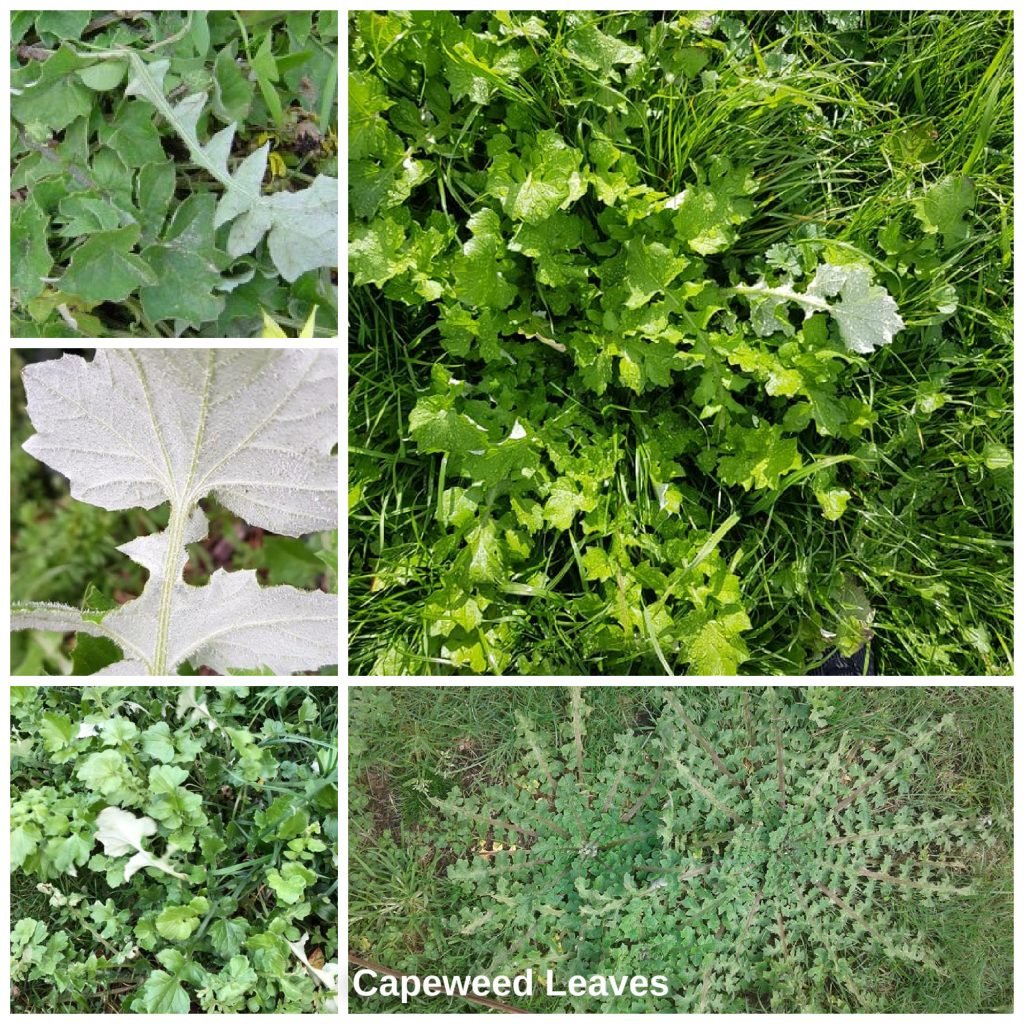 Capeweed-Leaves-1024x1024.jpeg