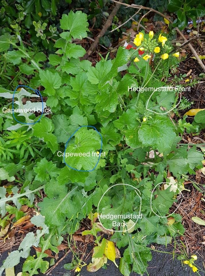 Hedge-Mustard-Capeweed.jpeg