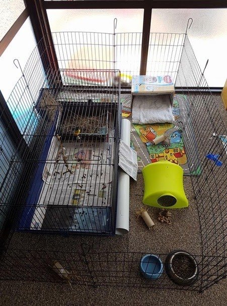 The original cage is now a litter tray!