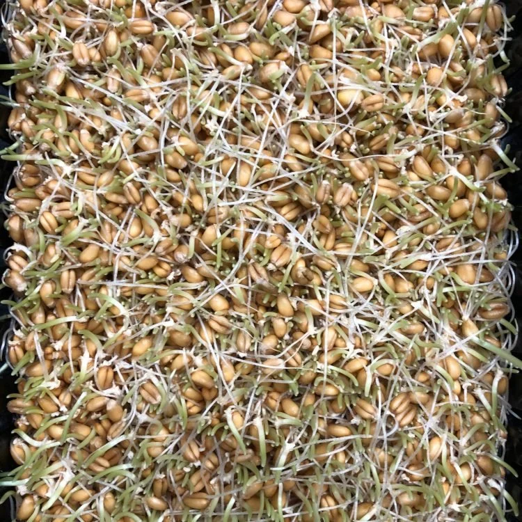  Once sprouts appear it’s time to ‘plant’. 