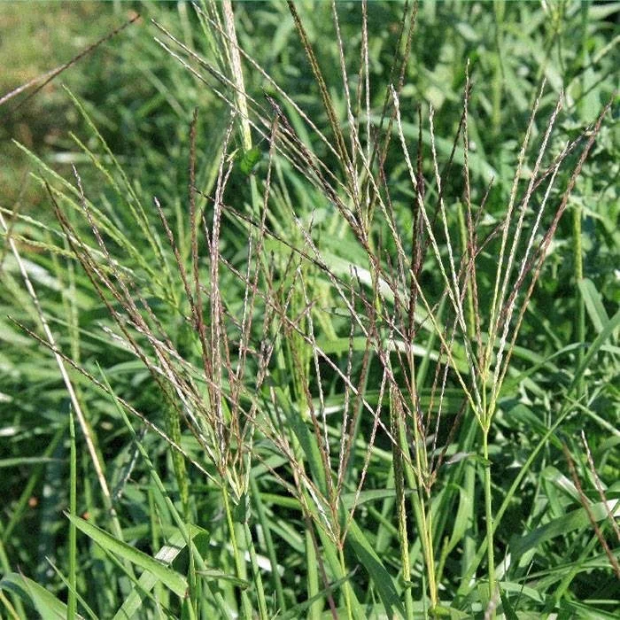 Grasses And Pasture Plants Westley s World