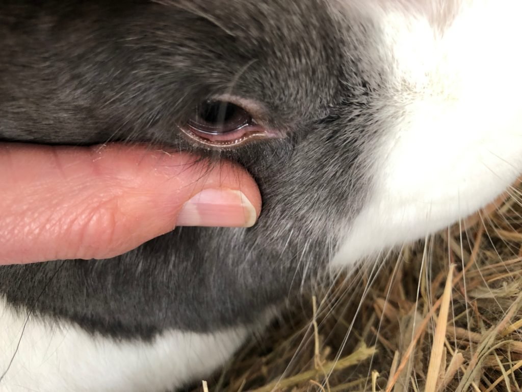 Is It Normal for Rabbits to Have Eye Boogers or Discharge?