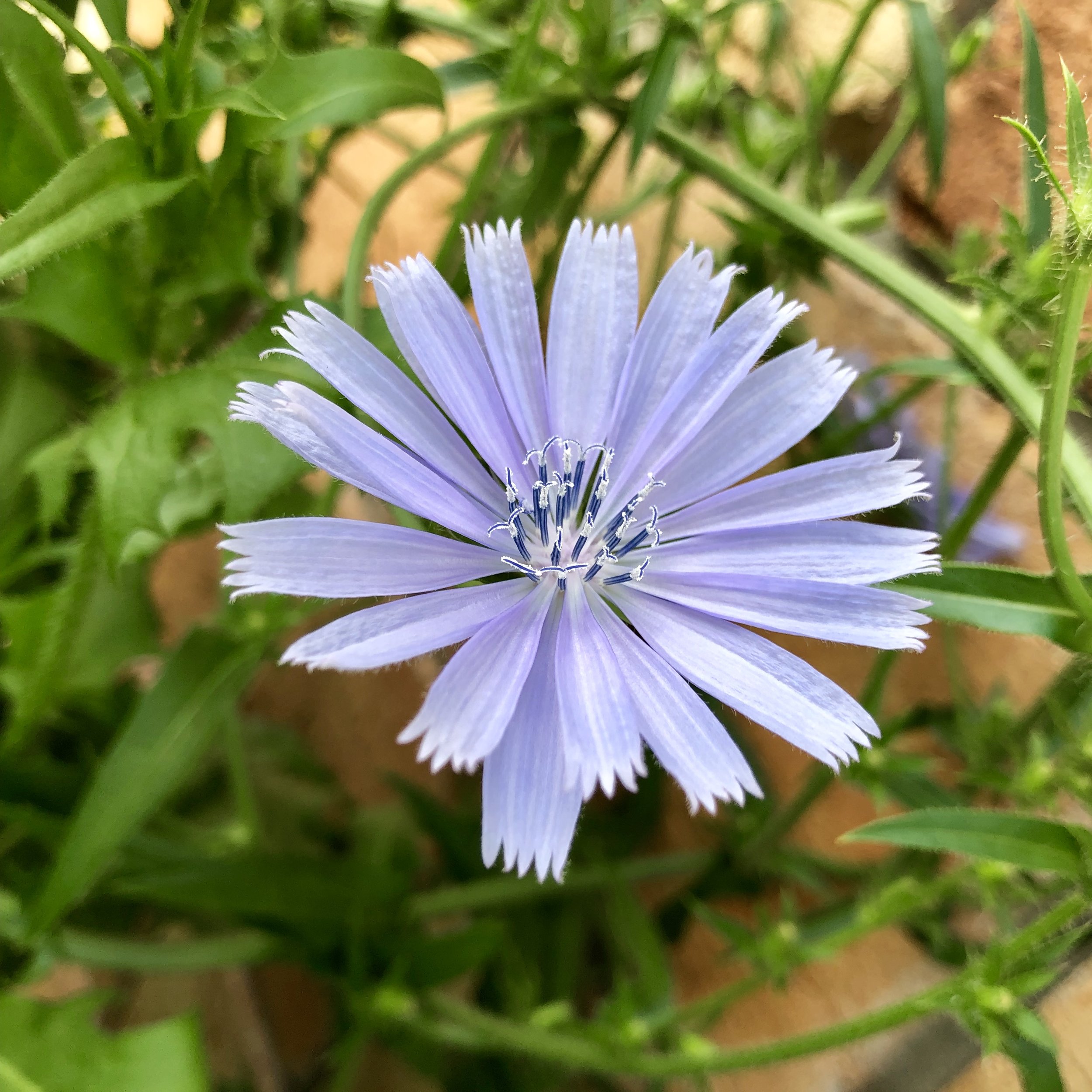 Chicory