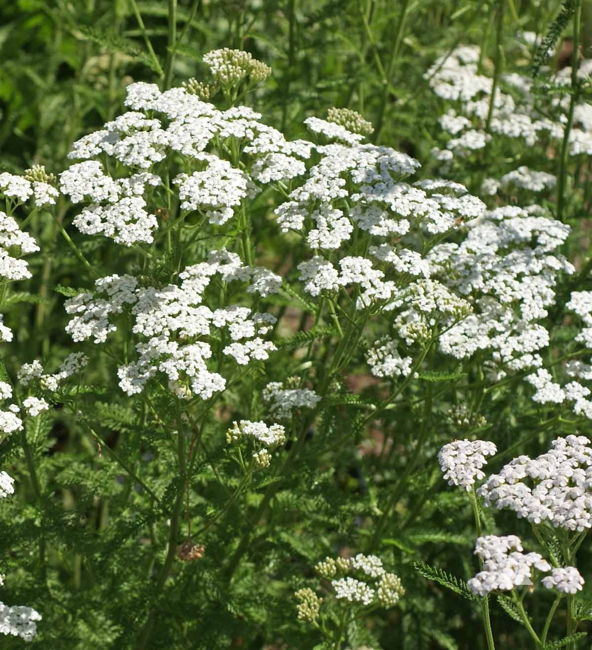 yarrow.jpeg