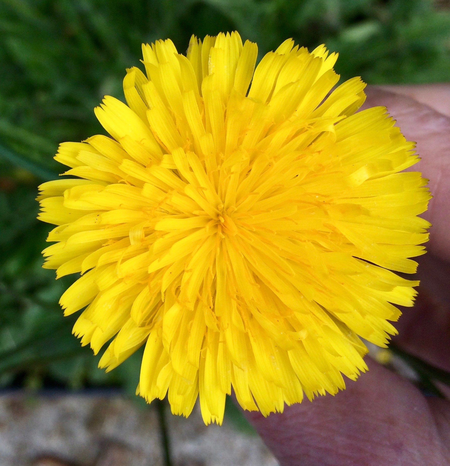 Catsear flower closeup.jpg