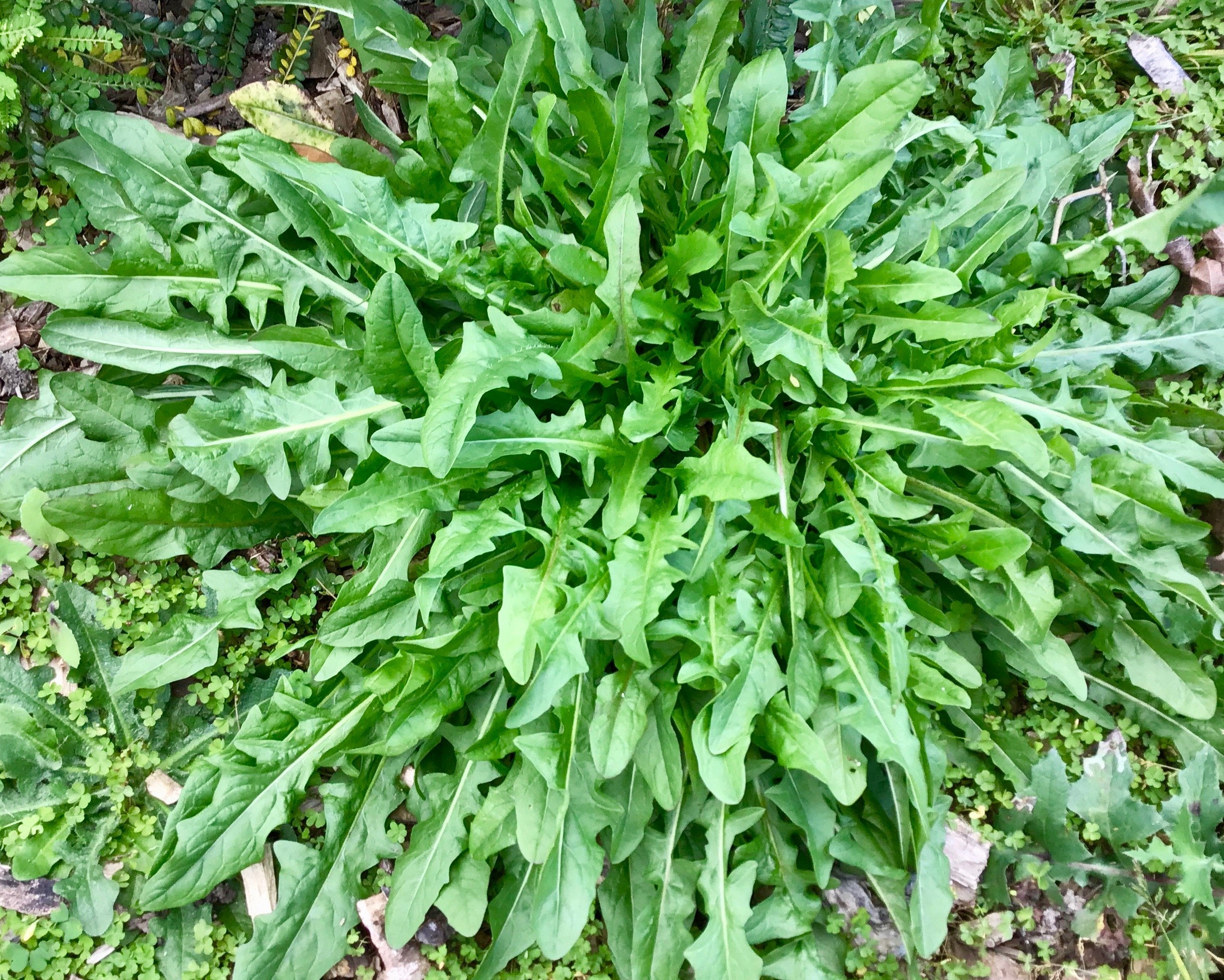 Hawksbeardyoung rosette.jpg