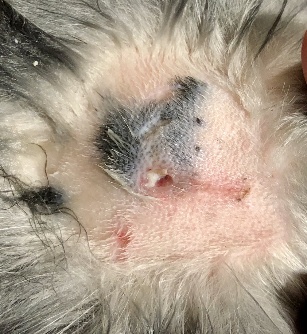 Fur shaved from top of abscess