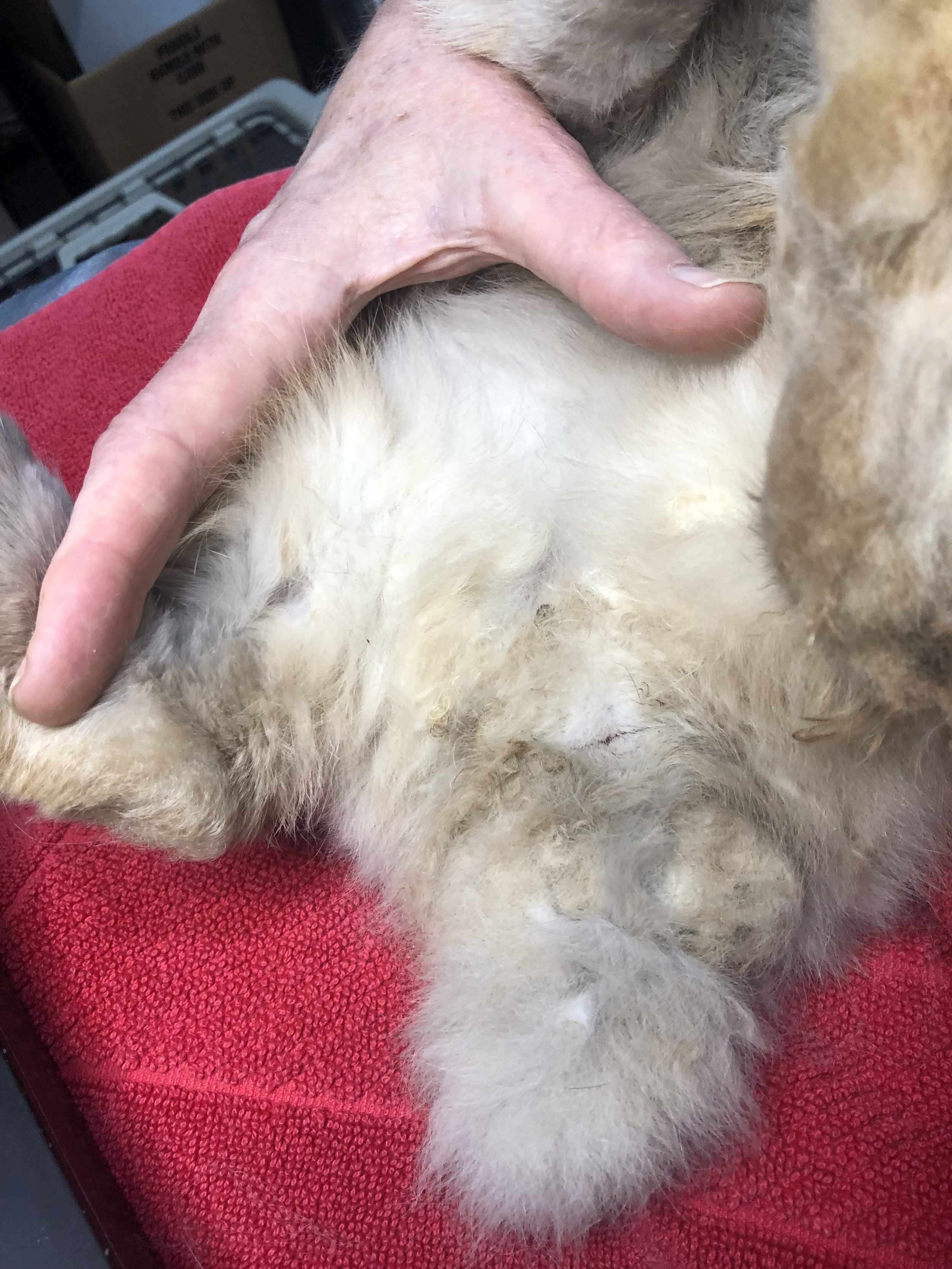 Matted rump, tail, belly and feet