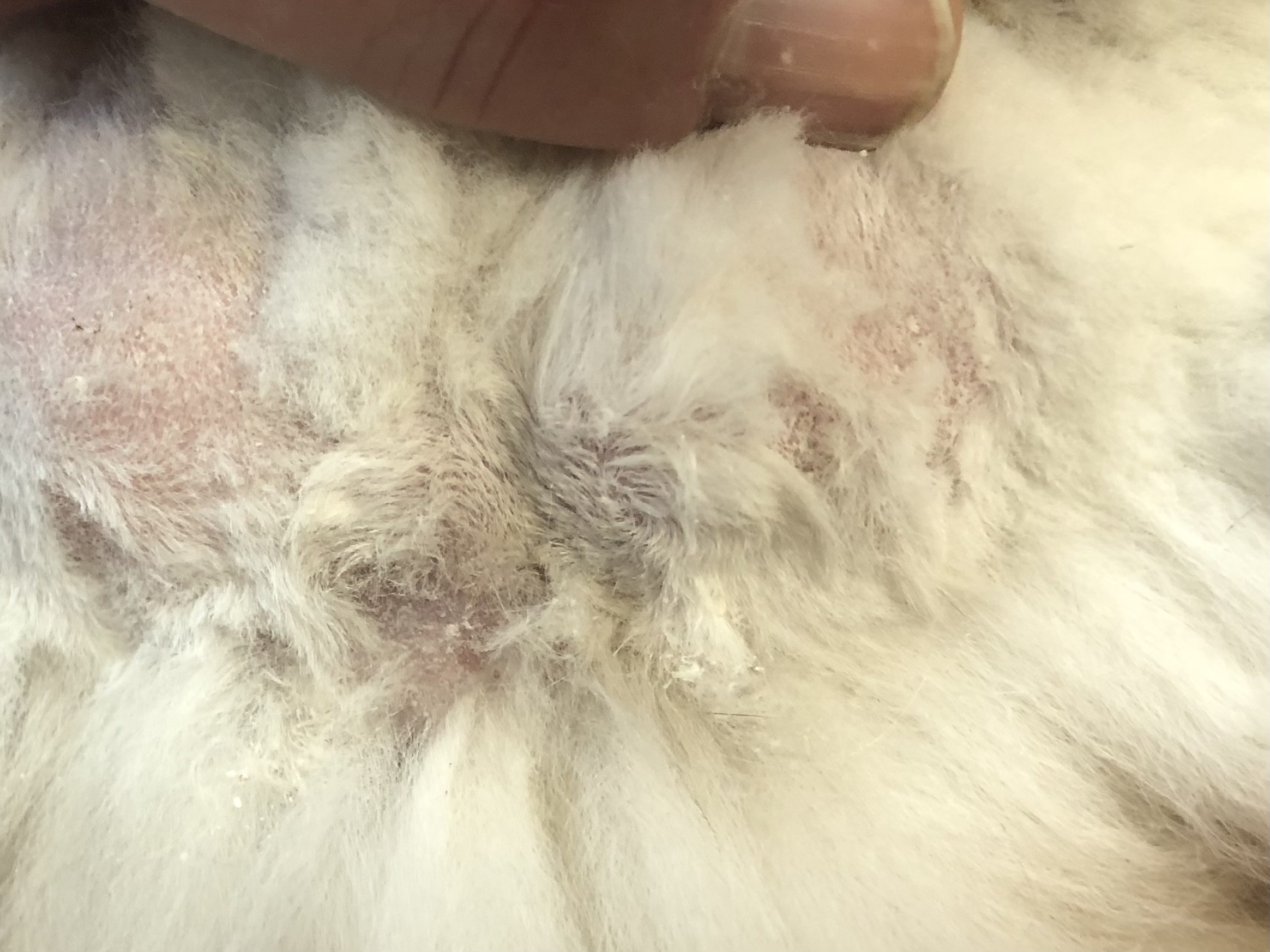 Evidence of fur mites