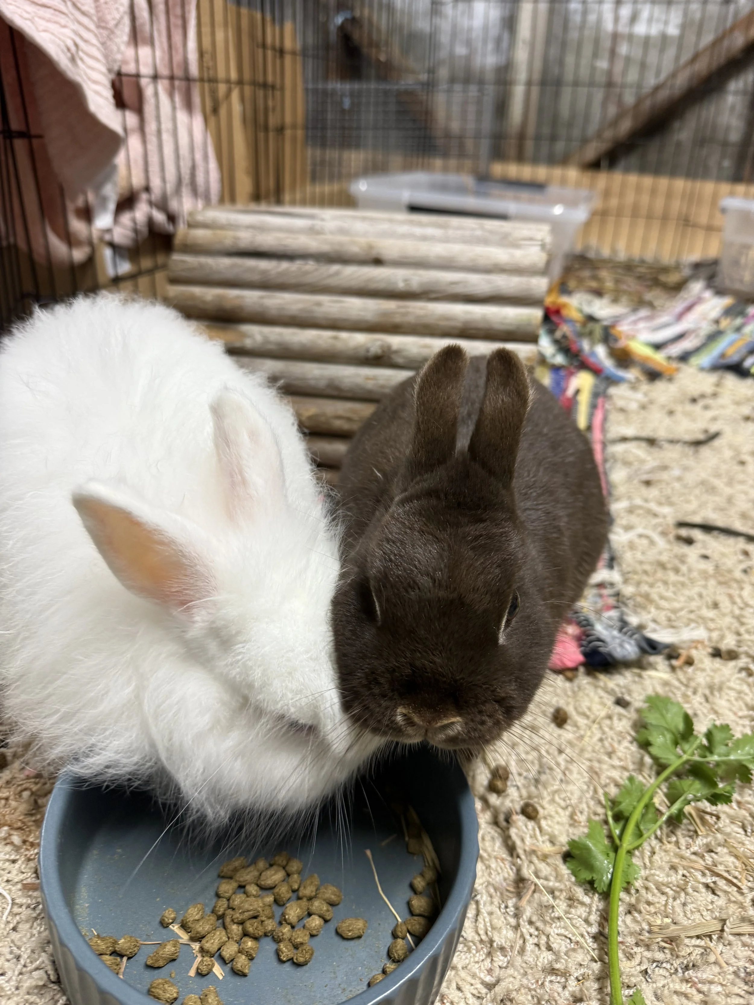 Fig &amp; Flora