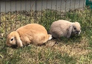 Muffin &amp; Cupcake