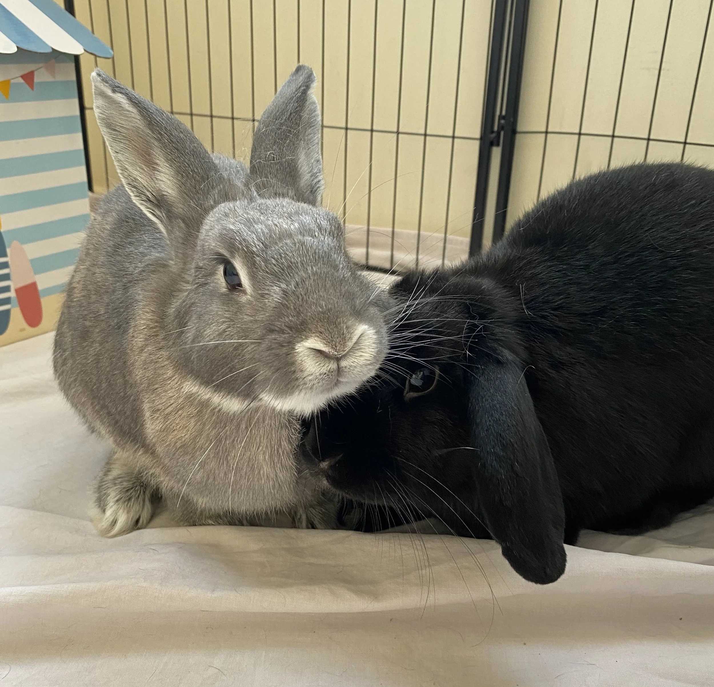 Jax & June — Westley’s World