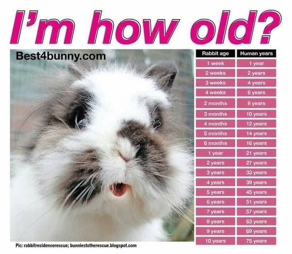 Pet Hamster Lifespan & 'Hamster Years to Human Years' Chart