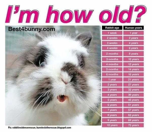 The Life Stages Of A Rabbit Westley s World The Life Stages Of A Rabbit Westley s World