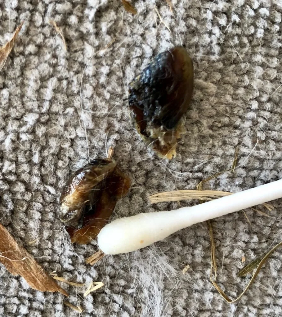 Scent Glands — Westley’s World