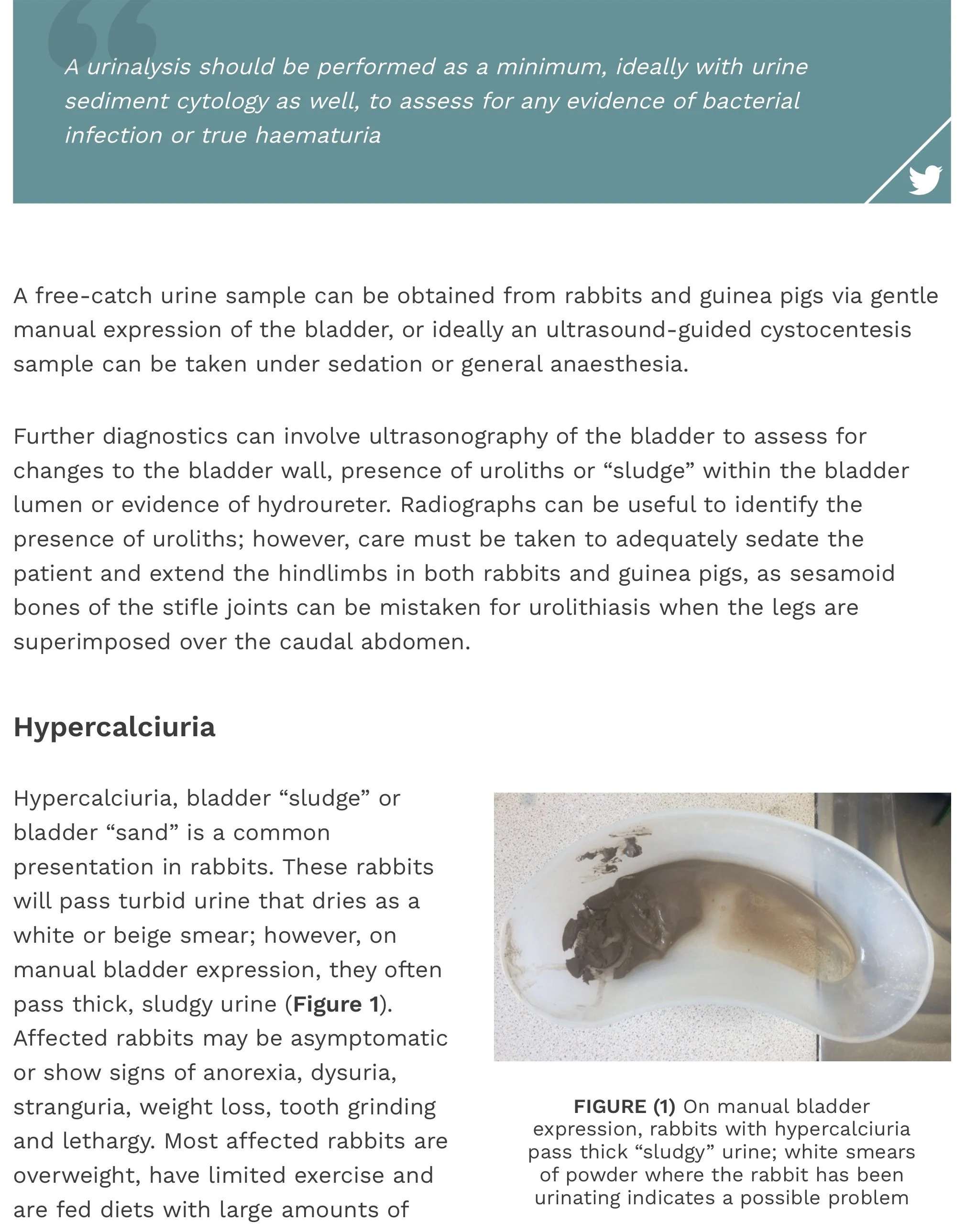 Rabbit and Guinea Pig urinary tract disease — Westley’s World