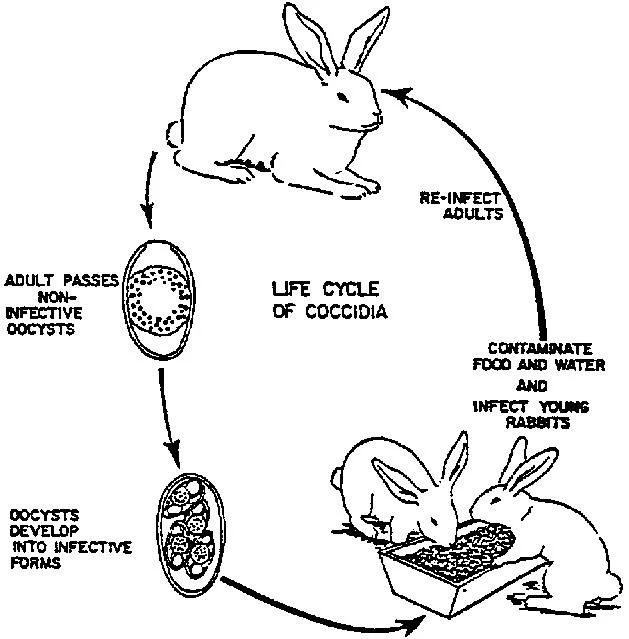 Coccidiosis — Westley’s World