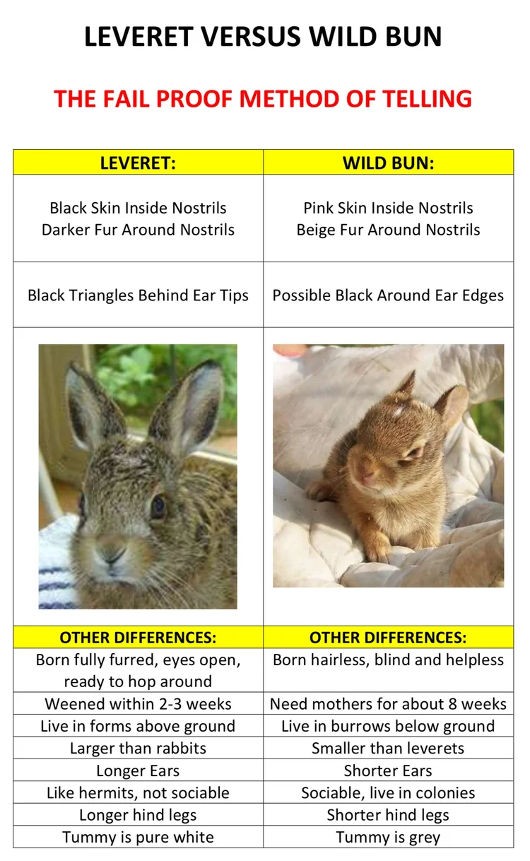 Wild Kits, Surprise / Accidental Litters, Orphans, Kits — Westley’s World