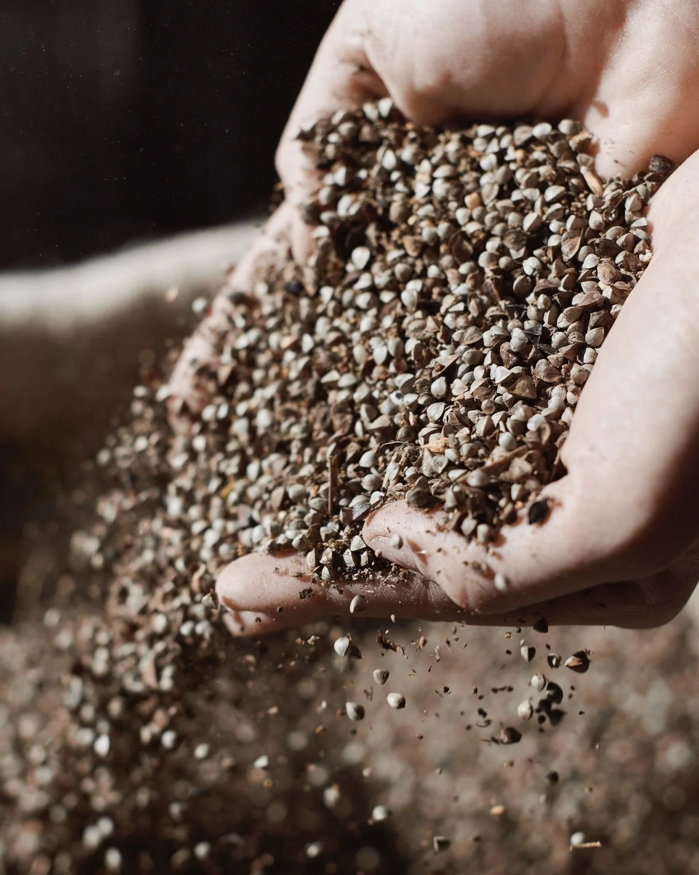 L'essence de Breizh Caf&eacute; en trois piliers. 🌾
D&eacute;couvrez les fondements de notre Maison : le sarrasin, la transmission du savoir-faire et la valorisation des terroirs. De la culture de notre plante embl&eacute;matique, &agrave; l&rsquo;e