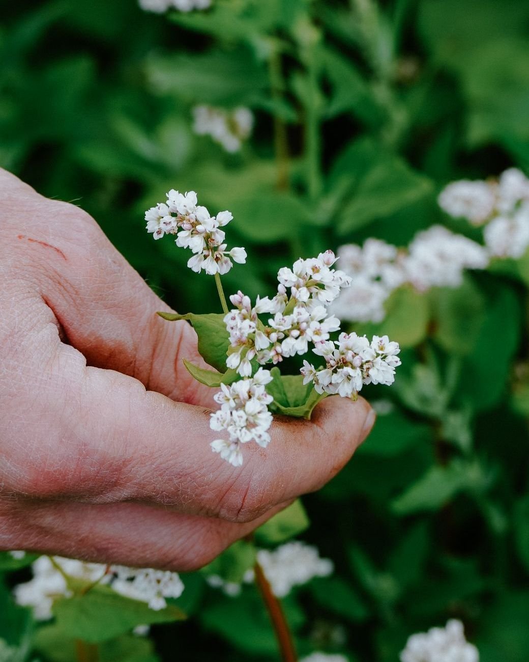 Le sarrasin, plante embl&eacute;matique du patrimoine breton, est au c&oelig;ur de notre identit&eacute;. Sa culture, ses qualit&eacute;s nutritionnelles et ses nombreuses d&eacute;clinaisons culinaires inspirent chaque jour notre cuisine.

Chez Brei