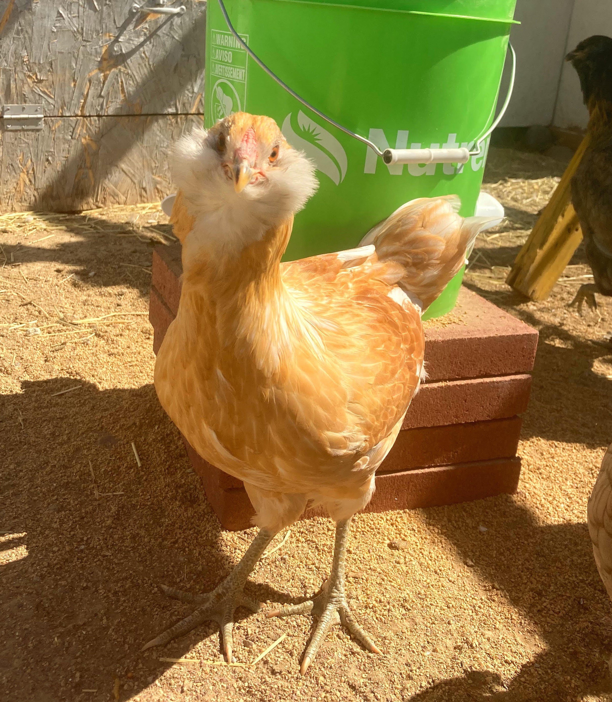 chick.jpg